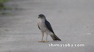 リュウキュウキビタキ、アカショウビン、ベニバトなど(動画あり)