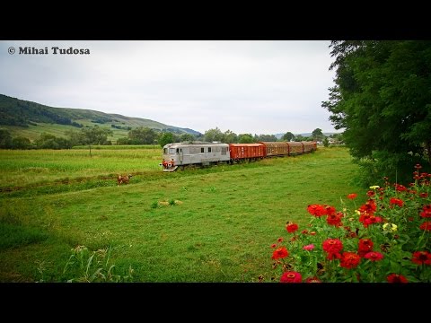 Rare freight train on Falticeni - Dolhasca line [August, 2014]