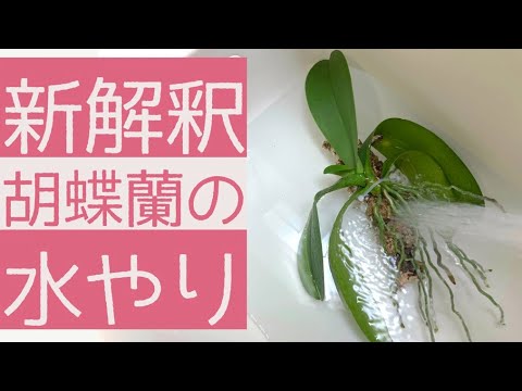 バスルームに蘭を置くことができますか: 湿度レベルと光の流れに関するアドバイス  庭園