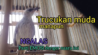 Download lagu Suara Panggilan trucukan muda NGALAS ini cepat untuk Pancingan trucukan agar bunyi Emosi mp3 Download lagu Suara Panggilan trucukan muda NGALAS ini cepat untuk Pancingan trucukan agar bunyi Emosi mp3