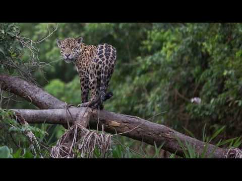 Brazilian Jaguars