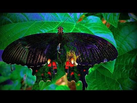 • A I N U • koncert Titilo Chojnice Muszla / Charzykowo • ainu.net