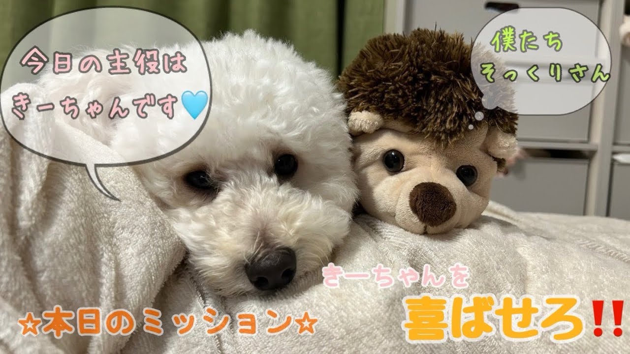 何かとすぐに喜んでしまう愛犬の様子がこちら【トイプードル】