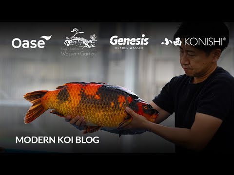 Modern Koi Blog #6229 - Live from Japan: The parents of Hongou Ue and Shita