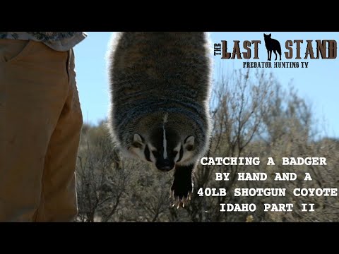 Catching a Badger by Hand and a 40lb Coyote — Idaho Part II