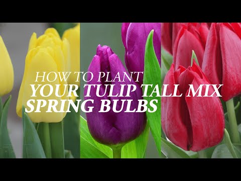 How to plant your Tulip Trio Tall Mix Spring Bulbs