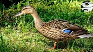 Download lagu Mp3 Suara panggil Bebek liar di alam bebas khususnya di rawa2 dan sawah mp3 Download lagu Mp3 Suara panggil Bebek liar di alam bebas khususnya di rawa2 dan sawah mp3