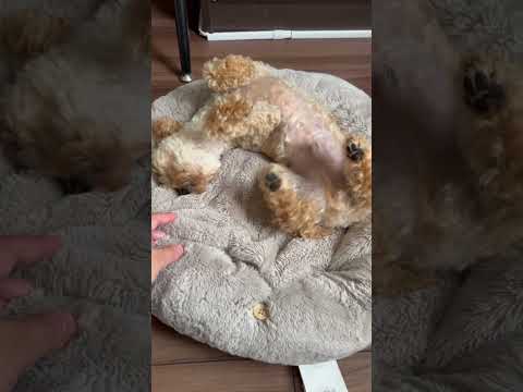 経営学科 起きてすぐに丸く伸びるトイプードル10ヶ月 #toypoodle #puppy #トイプードル