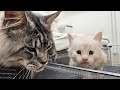 Dad Cat Meets His Kittens