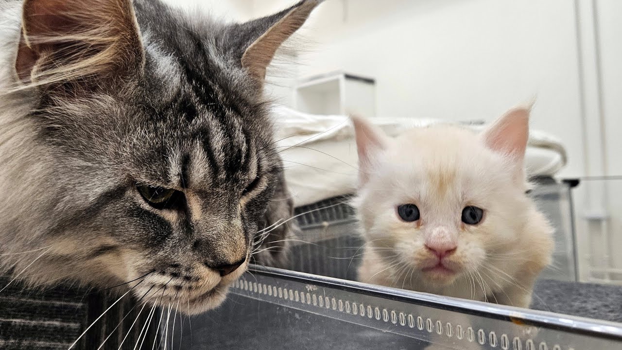 Dad Cat Meets His Kittens!