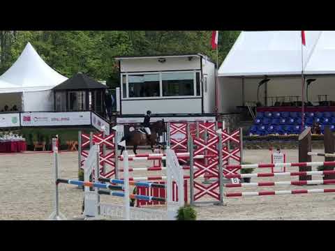 LOVELY, 2016, KWPN by Quasimodo Van De Molendreef