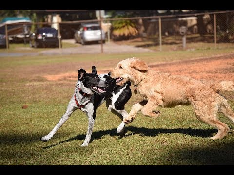 #Singing Dog.......................#My Dog can talk#spins#fight# play together with his dogy friends