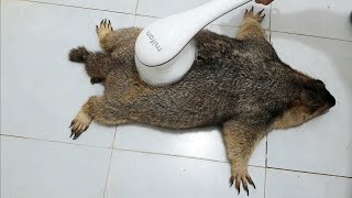 [問卦] 土撥鼠真的會任人宰割嗎?