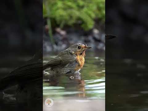 Die perfekte Vogelhecke: So planst du Weißdorn, Schlehe und Wildrose richtig