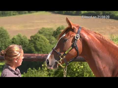 2020 Deauville Select Sale - Lot 218 f.MASTERCRAFTSMAN x SALVE SICILIA