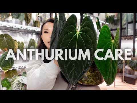 Everything I've learned about anthurium care over the years!