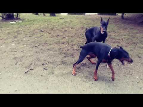 Two doberman playing