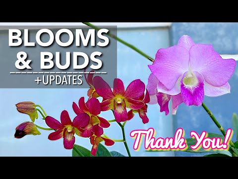 , title : 'ORCHIDS IN BLOOM & BUDS | UPDATES - Repotted Mini Dendrobium Spike and Mounted Rescued Phalaenopsis'