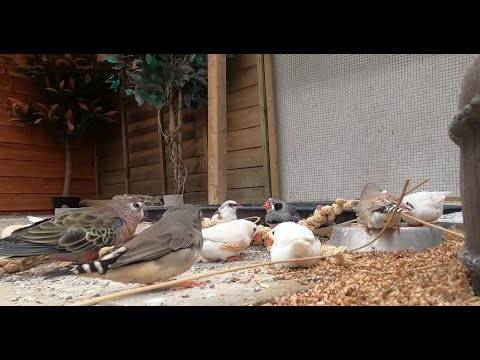 New Aviary Feed Time