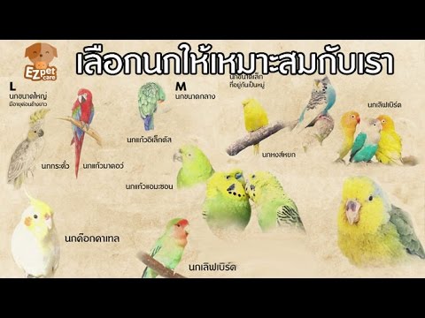 สังกะสีในการรักษาความอ่อนแอ วิดีโอสำหรับการที่จะกระตุ้นผู้หญิง
