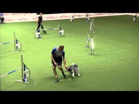 Agility World Championship 2015 - Fabio Zannoni and EDY