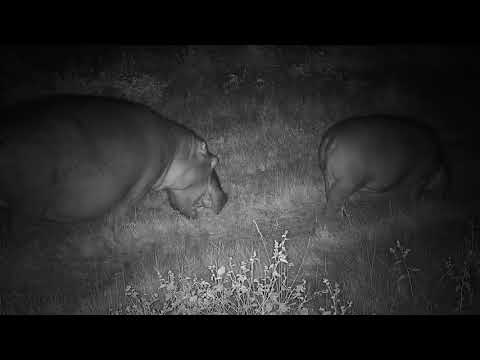 Djuma: Three Hippos grazing near the cam - 00:25 - 04/19/21