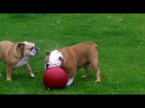 English Bull Dogs Keera & Tyler babes at A & B Dogs Boarding & Training Kennels.
