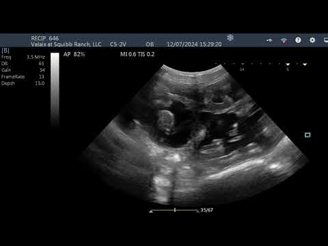 Ovine Ultrasound Valais at Squibb Ranch, LLC, TM