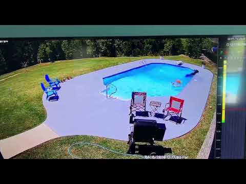 Cow in the Pool, THERE IS A COW IN THE POOL