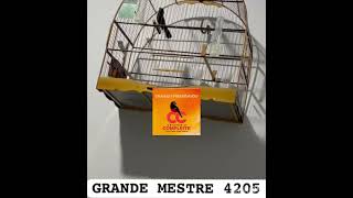 Curió GRANDE MESTRE 4205 (Mestre Sala 118 X CAPA 3637).