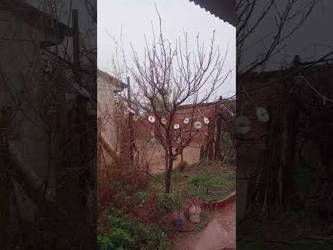 Nevando en San Gerónimo San luis