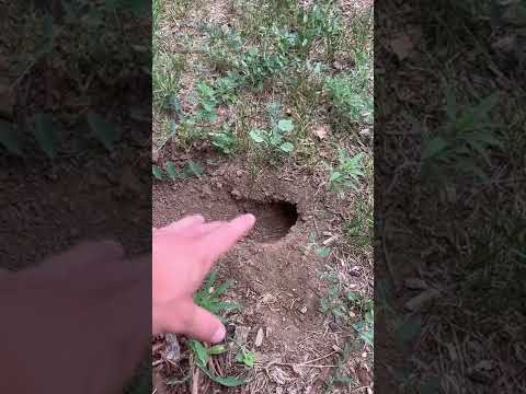 What's This Hole in my Yard?