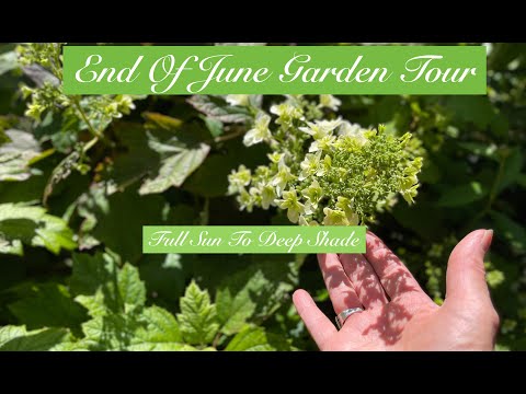 End Of June Garden Tour | Full Sun To Dry Shade Perennial Plants🍃 Jscursions