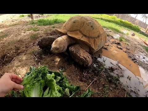 Feeding All My Tortoises!