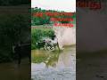 Mass Entry Cattle Race JallikattuVideos Jallikattu ஜல்லிக்கட்டு Kaalai Tamil