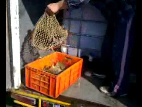 lada dupa lada in lac la saulia