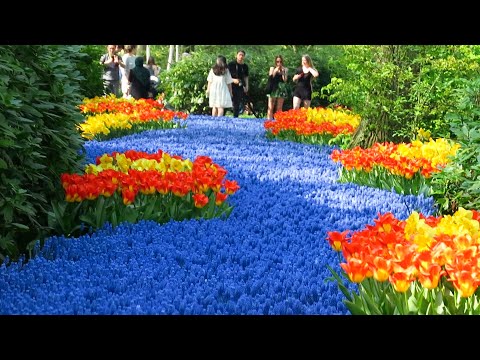 Best of Keukenhof 2018