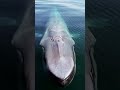 blue whale fish ||#shorts ||#reels || #YoutubeShorts ||