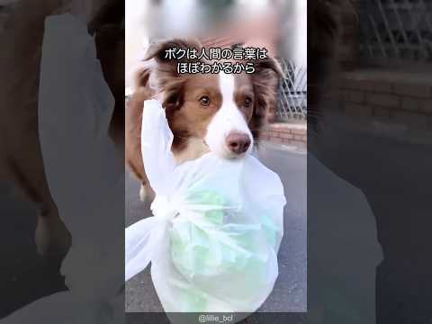 ボーダーコリーの名前 101 件