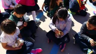 Jack Russell, Terrier, Puppies, For, Sale, In, Jacksonville, Arkansas, AR, Russellville, Little Rock