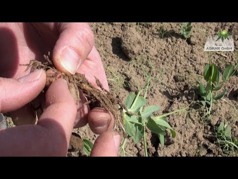 117. Feldexkursion: Sommerungen - NU Agrar, 08.05.2019