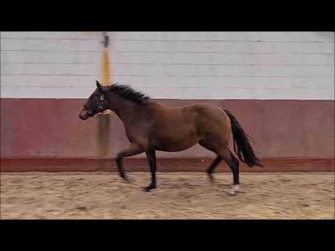 "Uphoria" von Vitalis x Feiner Stern (*2019 Stute Uthoba-Stamm)