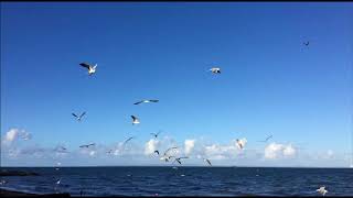 Hallelujah, Nick cave cover