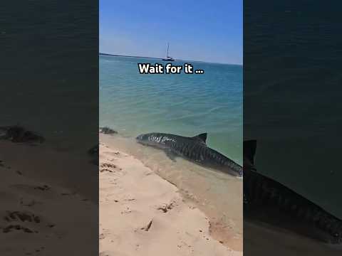 Watch your toes!! 🦈🐅🤯A tiger shark was spotted ON the shore. Captured by Ruthy Roo #shark #nature