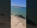 Watch Your Toes A Tiger Shark Was Spotted ON The Shore Captured By Ruthy Roo Shark Nature