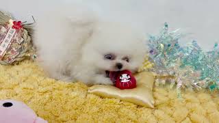 ポメラニアンの動画01