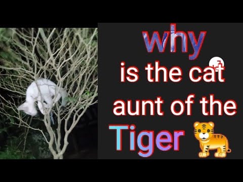 really cat is tigers aunt#cats #animals @naturalshreerupa