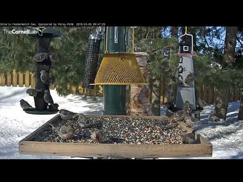 Redpolls Arrive To Ontario FeederWatch Cam In Droves – Mar 5, 2018