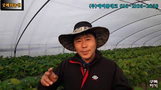 딸기밭에 뽁뽁이시공하기