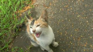 preview picture of video 'フィリピン・マニラの三毛猫,Tortoiseshell(calico)cat,Manila,Philippines'